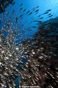 Glassfish taken in Sharks Bay. by Stephan Kerkhofs 